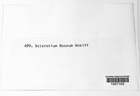 Sclerotium roseum image